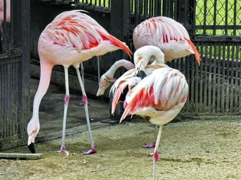 Flamingos Stock Photos