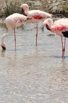 Flamingos 스톡 사진