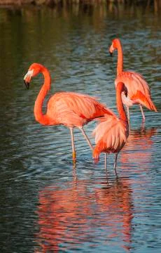 Flamingos Stock Photos