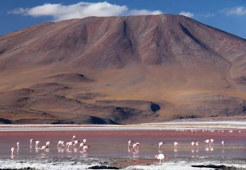 Flamingos 스톡 사진