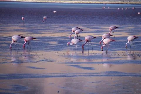 Flamingos Stock Photos