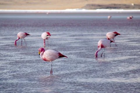 Flamingos Stock Photos