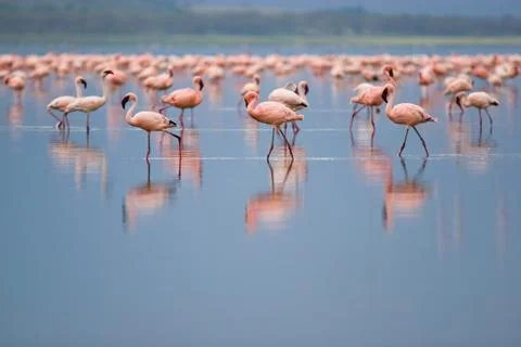 Flamingos Stock Photos