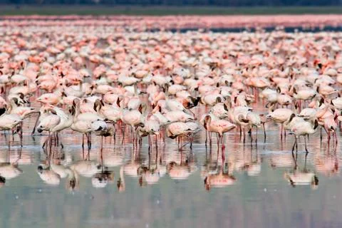 Flamingos Stock Photos