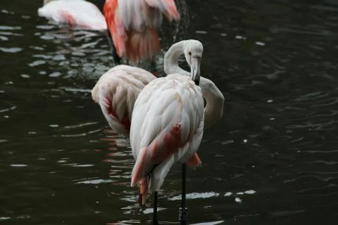 Flamingos Fotos Stock
