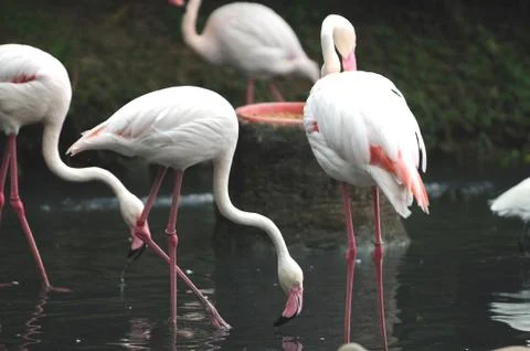 Flamingos Stock Photos
