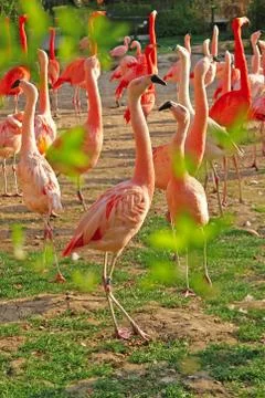 Flamingos Stock Photos