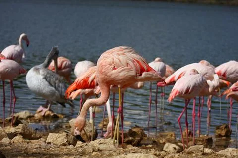 Flamingos Stock Photos