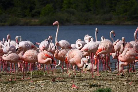 Flamingos Stock Photos