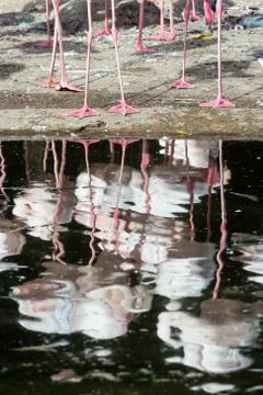Flamingos Stock Photos