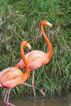 Flamingos Stock Photos