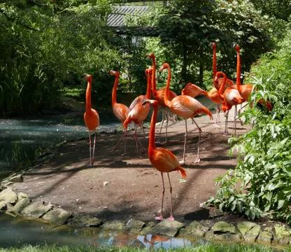 Flamingos Stock Photos