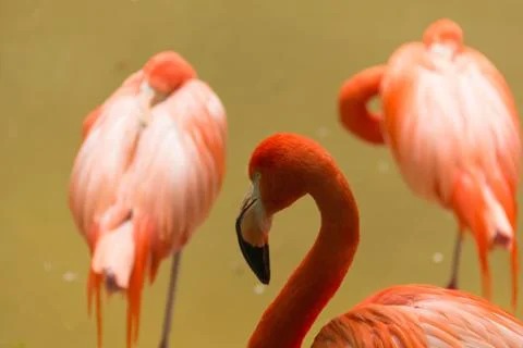 Flamingos Foto stock