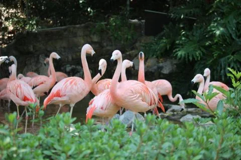 Flamingos Foto stock