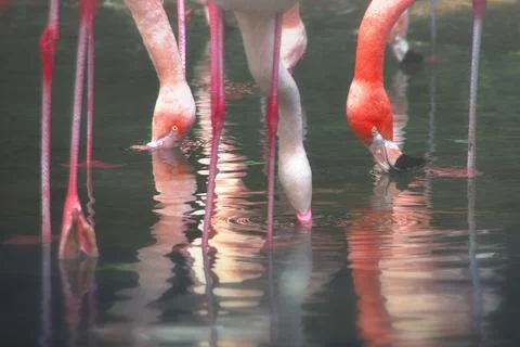 Flamingos Stock Photos