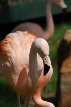 Flamingos Stock Photos