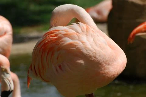 Flamingos Stock Photos