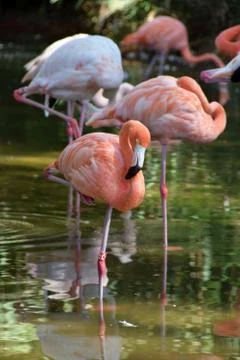 FLAMINGOS Foto stock