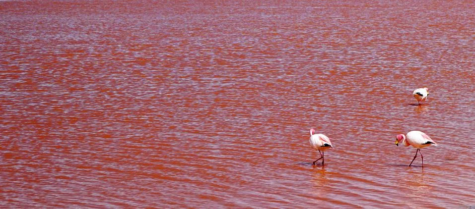 Flamingos Stock Photos