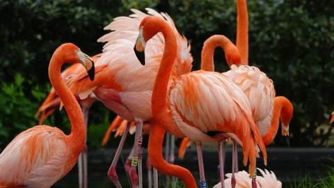 Flamingos. 库存照片