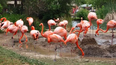 Flamingos Stock Photos