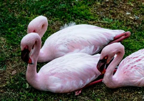 Flamingos  Stock Photos