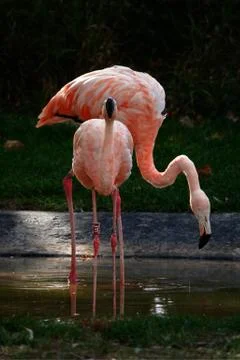 Flamingos. 写真素材