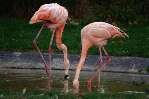 Flamingos. 写真素材