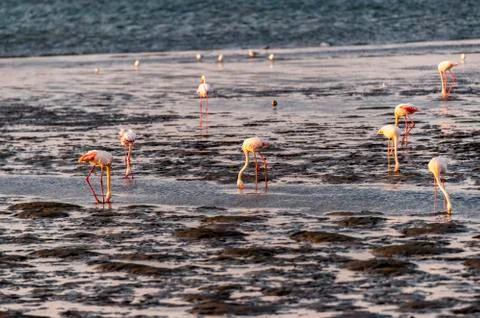 The flamingos Stock Photos