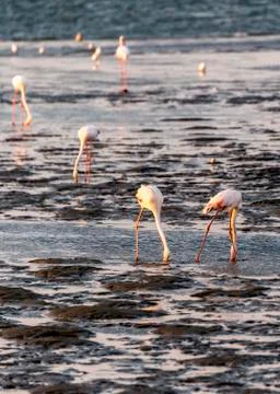 The flamingos Stock Photos