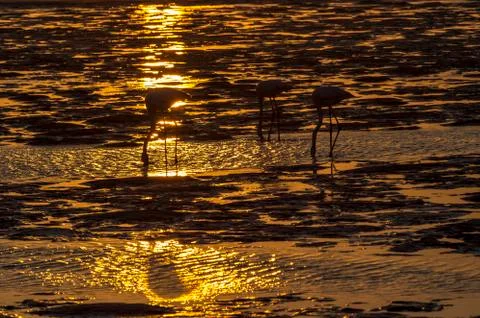 The flamingos Stock Photos