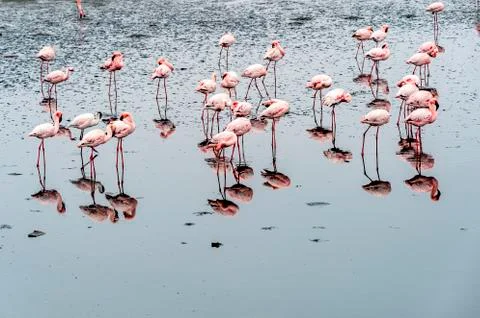 The flamingos Stock Photos