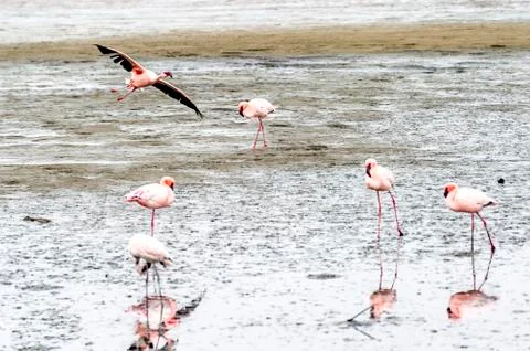 The flamingos Stock Photos