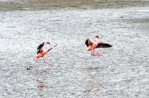 The flamingos Stock Photos