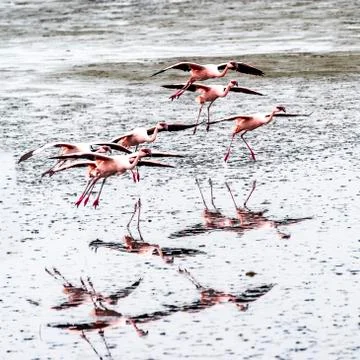 The flamingos Stock Photos