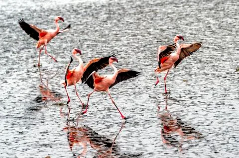 The flamingos Stock Photos