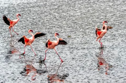 The flamingos Stock Photos