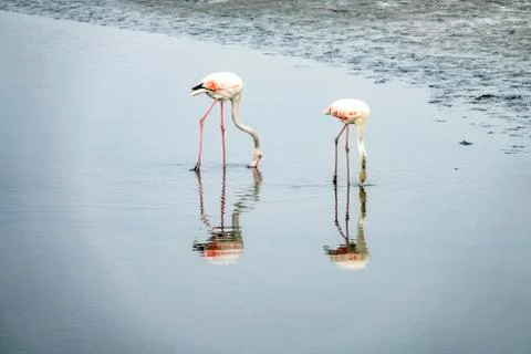 The flamingos Foto stock