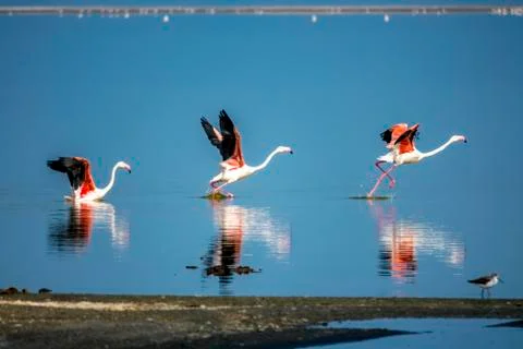 The flamingos Stock Photos
