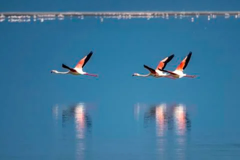 The flamingos Stock Photos