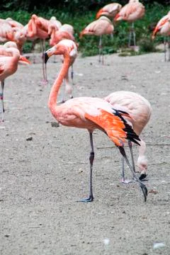 Flamingos Stock Photos