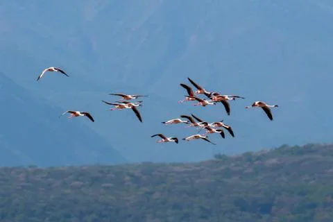 Flamingos Fotos Stock