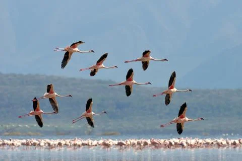 Flamingos Foto stock