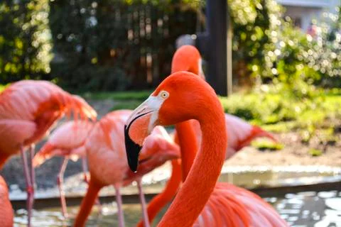 Flamingos Foto stock