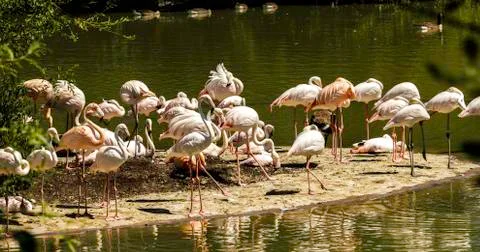 Flamingos Stock Photos