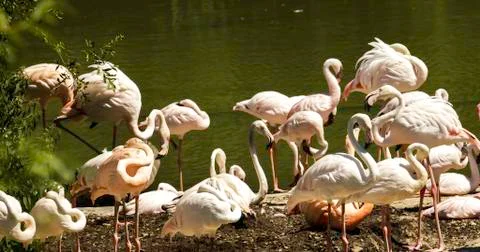 Flamingos Foto stock