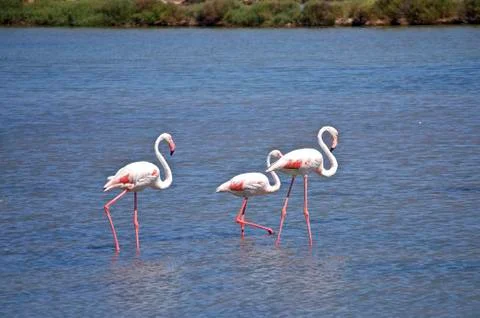 Flamingos Stock Photos