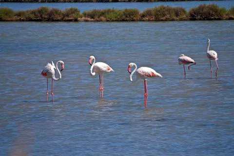 Flamingos Stock Photos
