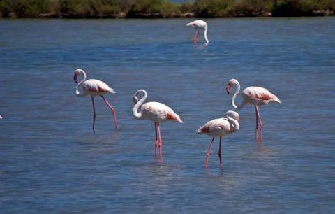 Flamingos Stock Photos