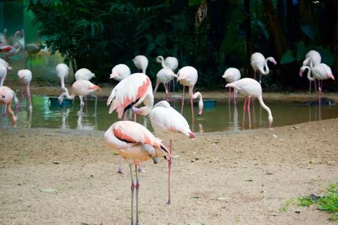 Flamingos Stock Photos